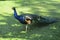 Peacock walks on a green lawn. Exotic bird with beautiful plumage