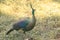 Peacock walks to find food in the grass