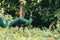 Peacock walks to find food in the grass