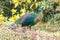 Peacock walks to find food in the grass