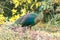 Peacock walks to find food in the grass