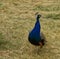 Peacock wandering around the zoo