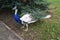 A Peacock Wandering in a Garden