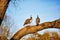 Peacocks in Bagatelle park of Bois de Boulogne in Paris