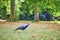 Peacocks in Bagatelle park, Bois de Boulogne in Paris, France