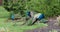 Peacocks in Beacon Hill Park