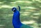 Peacocks in Cataract Gorge, Launceston, Tasmania, Australia