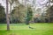 Peacocks and geese in Bagatelle park of Bois de Boulogne in Pari