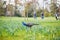 Peacocks and geese in Bagatelle park of Bois de Boulogne in Pari