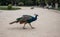 Peacocks in Jardins do PalÃ¡cio de Cristal in Porto, Portugal