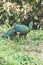 Peacocks looking for food in the meadows. Peacocks are large pheasant-type birds