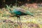 Peacocks looking for food in the meadows. Peacocks are large pheasant-type birds