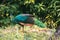 Peacocks looking for food in the meadows. Peacocks are large pheasant-type birds