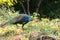 Peacocks looking for food in the meadows. Peacocks are large pheasant-type birds