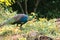 Peacocks looking for food in the meadows. Peacocks are large pheasant-type birds