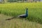 Peacocks on a paddy field