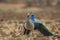 Peacocks pair