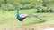 Peacocks on the road side of the forest