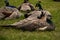 Peacocks sitting on the grass