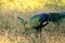 Peacocks walk around looking for food in the meadows.