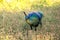 Peacocks walk around looking for food in the meadows.