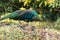 Peacocks walk around looking for food in the meadows.