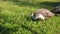 Peacocks walk and eats the grass. slow motion