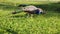 Peacocks walk and eats the grass. slow motion