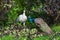 Peacocks walk in the garden