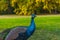 Peacocks walking in the park in Graz, Styria region, Austria