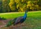 Peacocks walking in the park in Graz, Styria region, Austria