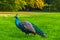 Peacocks walking in the park in Graz, Styria region, Austria