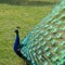 Peafowl