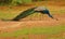 Peafowl bird
