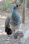 Peafowl chick with mother