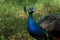 Peafowl colorful blue male bird in the nature