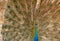 Peafowl is dancing, natural,nature, wallpaper