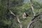 Peafowl flying to stump in nature