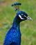 Peafowl include two Asiatic bird species