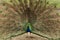 Peafowl male