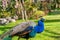 Peafowl male Pavo