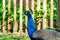 Peafowl male Pavo