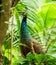 Peafowl (males are peacocks and females are peahens) are classified as a domestic species in Florida.