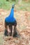 Peafowl, national bird of india