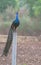 Peafowl, national bird of india