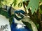 Peafowl (Pavo cristatus L.) - detail of head