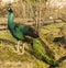 Peafowl (Peacock)