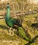 Peafowl (Peacock)