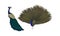 Peafowl or Peacock as Bird Specie with Extravagant Plumage Vector Set