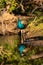 Peafowl or peacock national bird of india with reflection in water at ranthambore national park